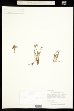 Phemeranthus marginatus image