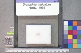 Drosophila setipalpus image