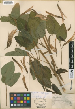 Erythrina leptorhiza image