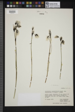 Eriophorum angustifolium subsp. subarcticum image