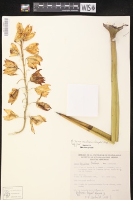 Yucca decipiens image