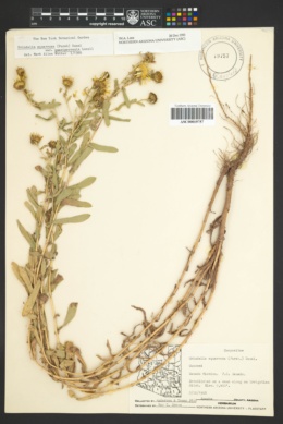 Grindelia squarrosa var. quasiperennis image
