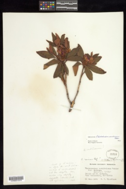 Rhododendron minus var. minus image