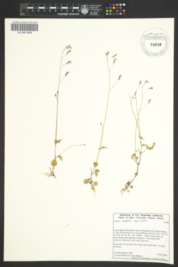 Lobelia cordifolia image