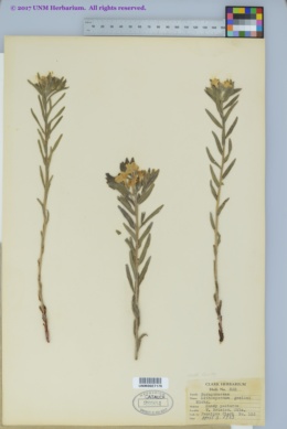 Image of Lithospermum gmelini