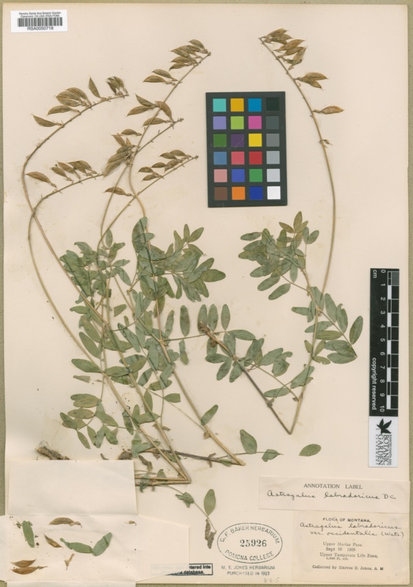 Astragalus alpinus subsp. brunetianus image