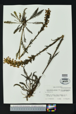 Pedicularis parryi subsp. mogollonica image
