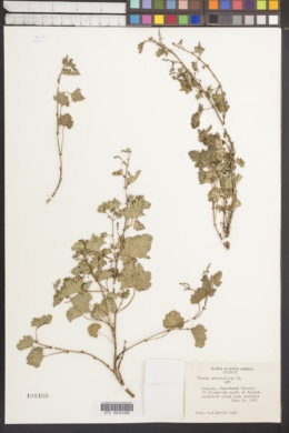 Image of Tragia geraniifolia