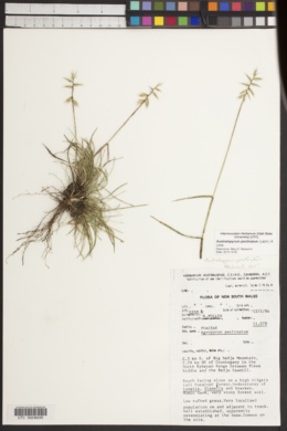 Australopyrum pectinatum image
