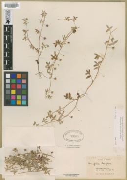 Nemophila breviflora image