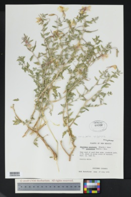 Oenothera pallida subsp. gypsophila image