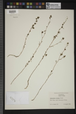 Calycadenia ciliosa image