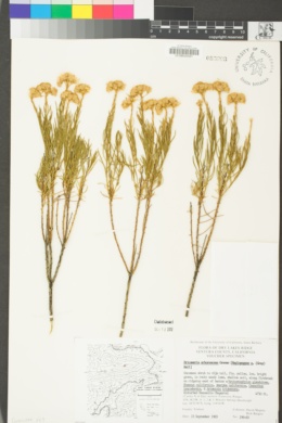 Ericameria arborescens image