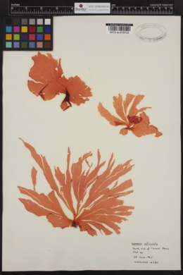 Weeksia reticulata image