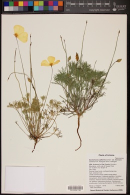 Eschscholzia californica var. mexicana image