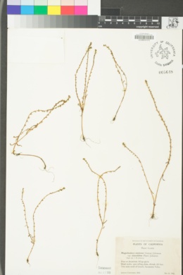 Plagiobothrys stipitatus image