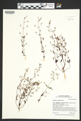 Erythranthe eastwoodiae image