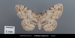 Iridopsis ephyraria image