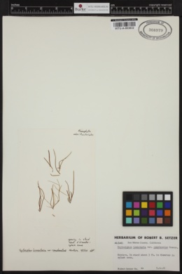 Scytosiphon complanatus image