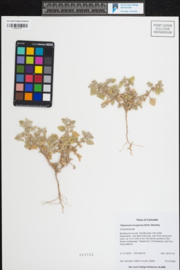 Tidestromia lanuginosa subsp. lanuginosa image