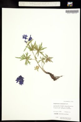 Image of Delphinium ramosum
