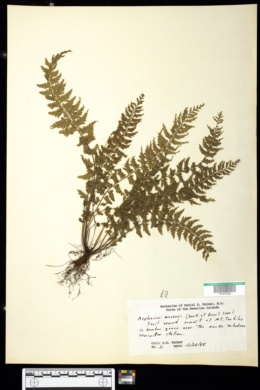 Image of Asplenium macraei