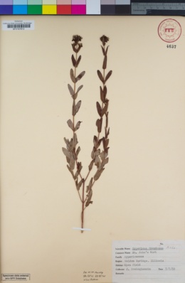 Image of Hypericum frondosum