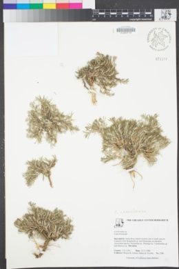 Image of Cardionema ramosissimum