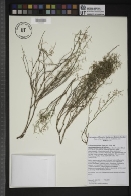 Galium angustifolium subsp. gracillimum image