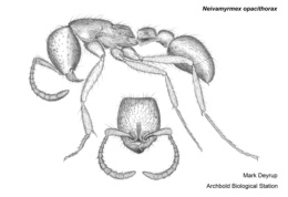 Neivamyrmex opacithorax image