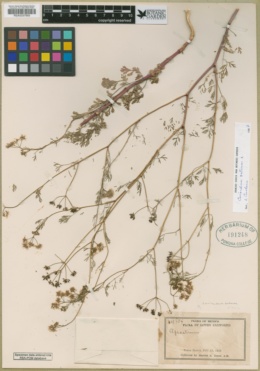 Coriandrum sativum image