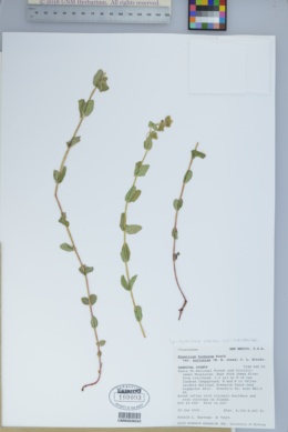 Hypericum scouleri subsp. nortoniae image
