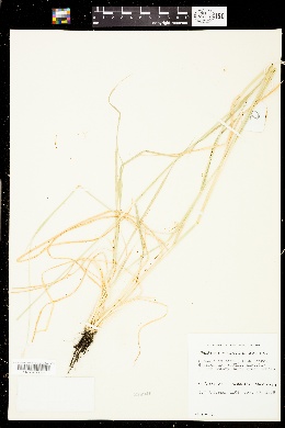 Phalaris truncata image
