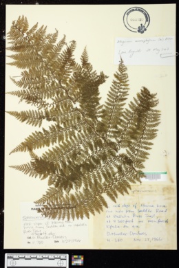 Athyrium microphyllum image