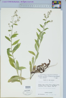 Hackelia pinetorum image