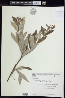 Banisteriopsis goiana image