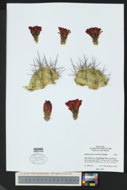 Echinocereus coccineus subsp. transpecosensis image
