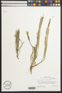 Ottelia ulvifolia image