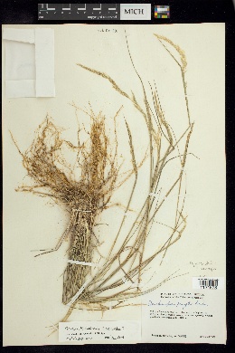 Image of Trisetum kochianum