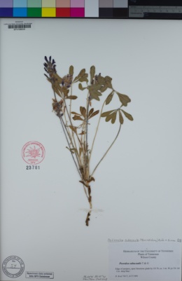 Image of Pediomelum subacaule