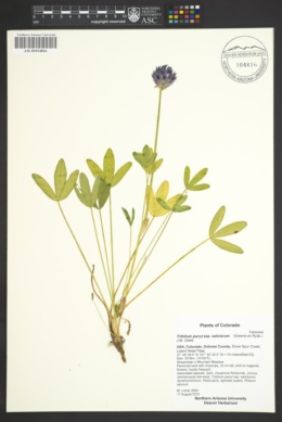 Trifolium parryi subsp. salictorum image