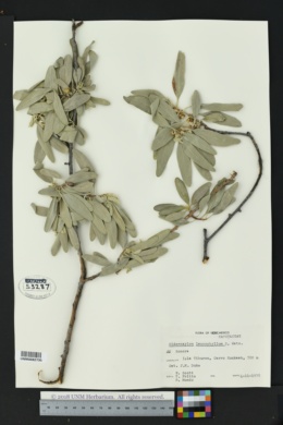 Image of Sideroxylon leucophyllum