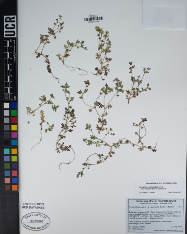 Nemophila parviflora var. quercifolia image