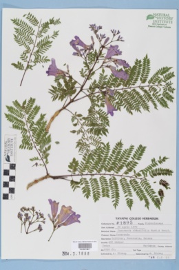 Image of Jacaranda obtusifolia