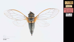 Image of Platypedia mohavensis