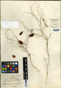 Astragalus ceramicus var. apus image