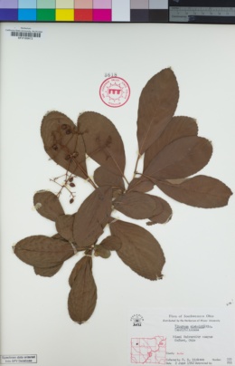 Image of Viburnum sieboldii