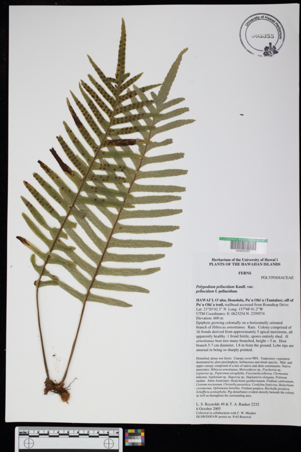 Polypodium pellucidum var. pellucidum f. pellucidum image