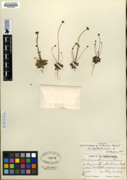 Androsace filiformis image