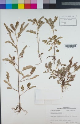 Image of Phyllanthus urinaria